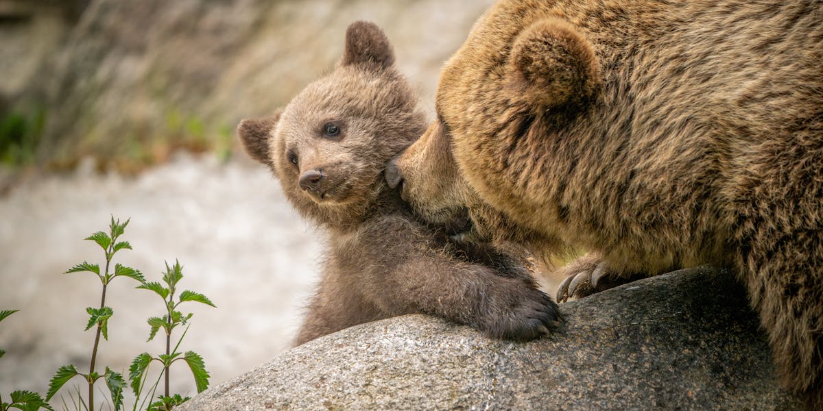 A camping stove setup on ice including a pot and butane canister for winter outd