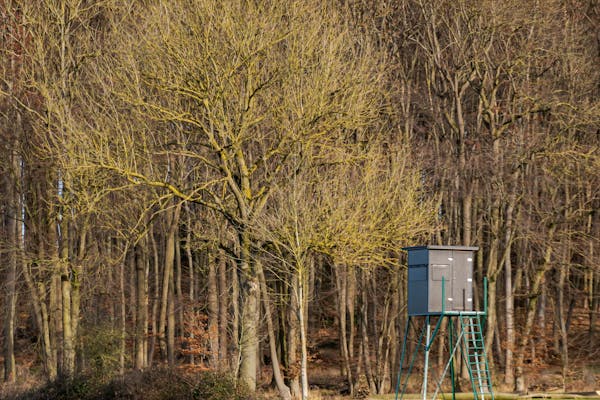 Tree Stand Buying Guide