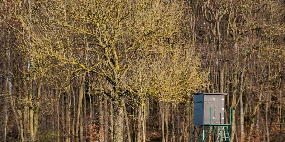 Tranquil winter forest scene with a hunting stand in Coesfeld, Germany.