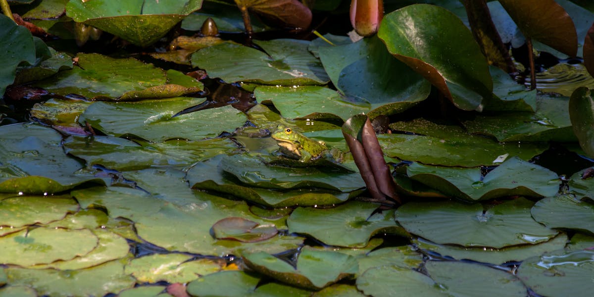 Man performing a core exercise on a bench by a serene river in a forest setting.